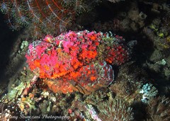 Synanceia verrucosa