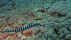 Laticauda laticaudata