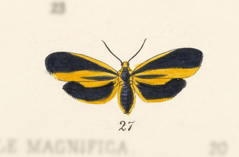 Pyromorpha josialis
