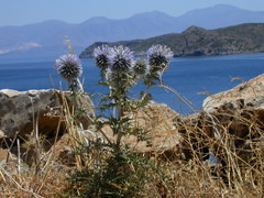 Echinops spinosissimus bithynicus