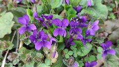 Viola odorata