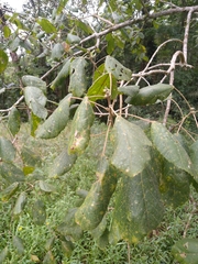 Alchornea triplinervia