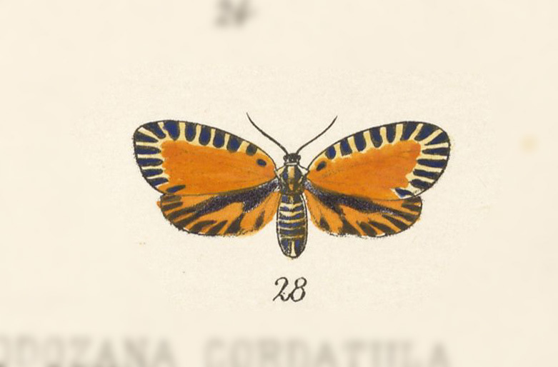 Pyromorpha tortricalis