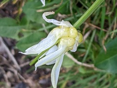 Allium paradoxum