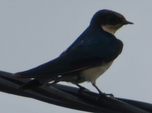 Ethiopian Swallow