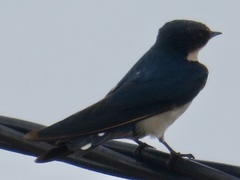 Hirundo aethiopica