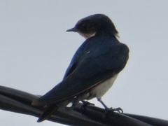 Hirundo aethiopica
