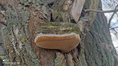 Phellinus igniarius