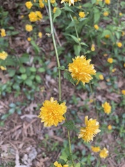 Kerria japonica