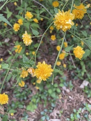 Kerria japonica