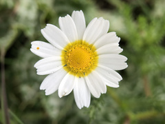 Cladanthus mixtus