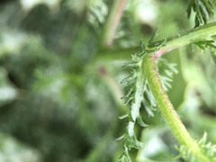 Cladanthus mixtus