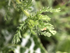 Cladanthus mixtus