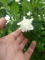 Angiospermae