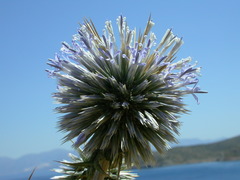 Echinops spinosissimus bithynicus