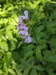 Cardamine bulbifera