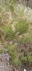 Baccharis boliviensis