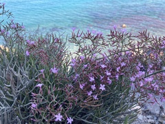 Limonium insigne
