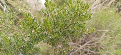 Baccharis boliviensis