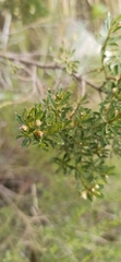 Baccharis boliviensis