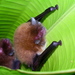 Thyroptera tricolor - Photo (c) Alan Wolf,  זכויות יוצרים חלקיות (CC BY-NC)
