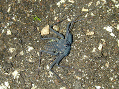 Phrynus whitei