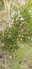 Baccharis boliviensis