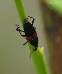 Cactophagus sanguinolentus