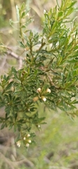 Baccharis boliviensis