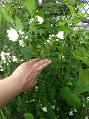 Angiospermae