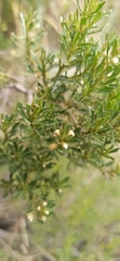 Baccharis boliviensis