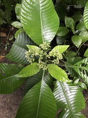 Psychotria limonensis