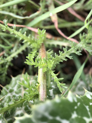Cladanthus mixtus