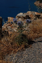 Echinops spinosissimus bithynicus