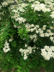 Spiraea