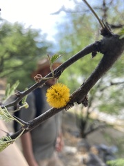 Vachellia farnesiana