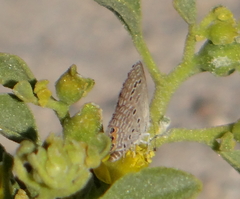 Freyeria trochylus