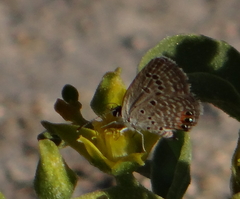 Freyeria trochylus