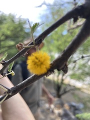 Vachellia farnesiana