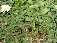 Colletes cunicularius