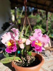 Cattleya