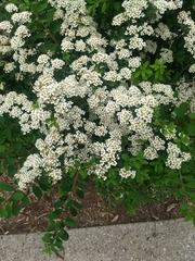 Spiraea