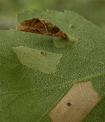 Coleophora siccifolia