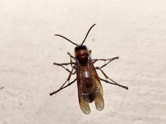 Provespa barthelemyi