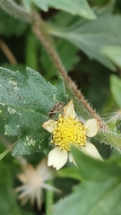 Insecta