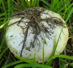 Saproamanita foetidissima