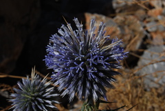 Echinops spinosissimus bithynicus