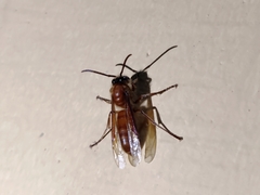 Provespa barthelemyi