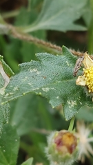 Insecta