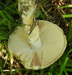 Saproamanita foetidissima